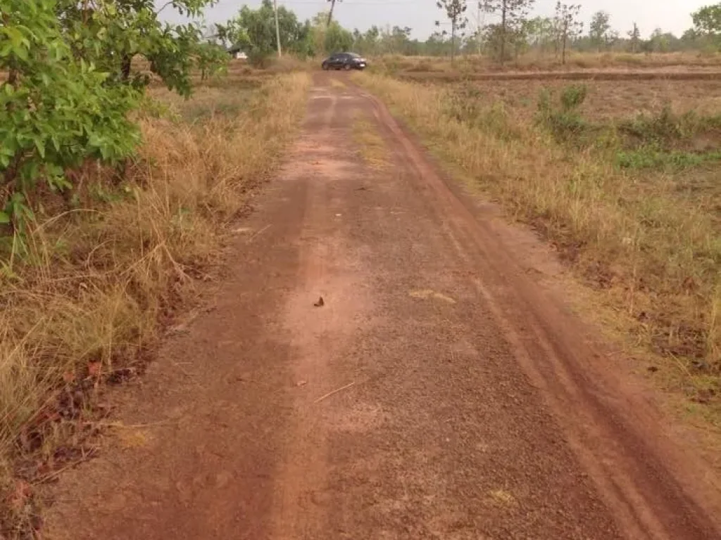 ขายที่ดิน 10 ไร่ จังหวัดอุบลราชธานี