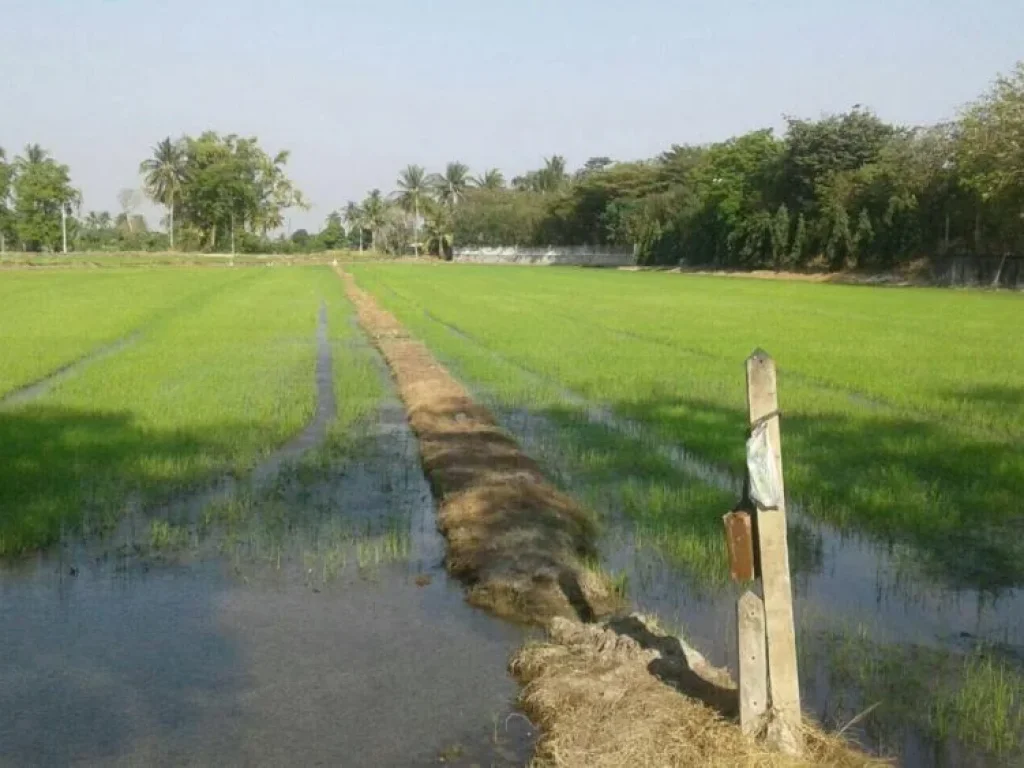 ขายที่ดิน 5ไร่ 3งาน อำเภอศรีประจันต์ จังหวัดสุพรรณบุรี