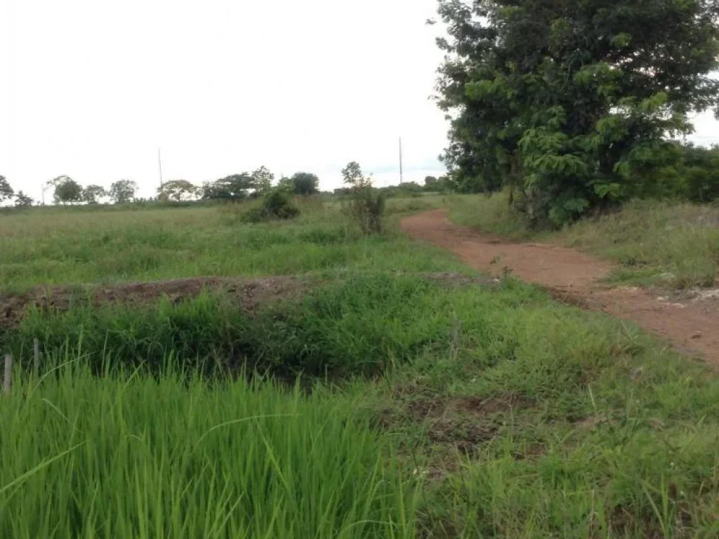 ขายที่ดินติดถนนสายชัยนาท - สุพรรณบุรี