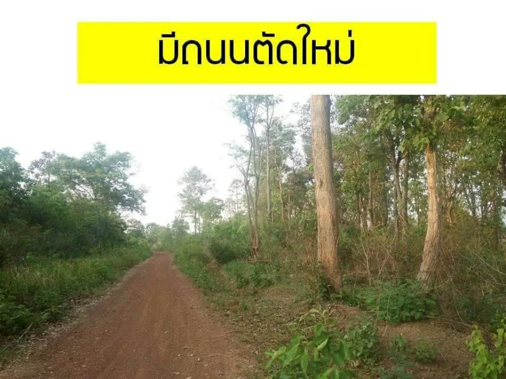 ขายที่ดิน 21ไร่ 2งาน อำเภอเมือง จังหวัดนครพนม