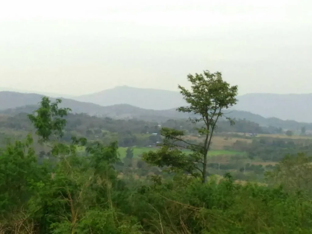 ขายที่ดินบนเนินเขา ใกล้ รร The paz เขาใหญ่ โฉนดทุกแปลง สวย ไม่ต้องบรรยายเยอะ พร้อมสาธารณูประโภค น้ำ ไฟ