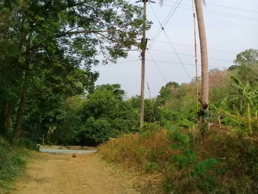 ขายที่ดิน 16 ไร่ อยู่บ้านห้วยฝรั่ง ถนนสาย 205 ตวะตะแบก อเทพสถิต จชัยภูมิ