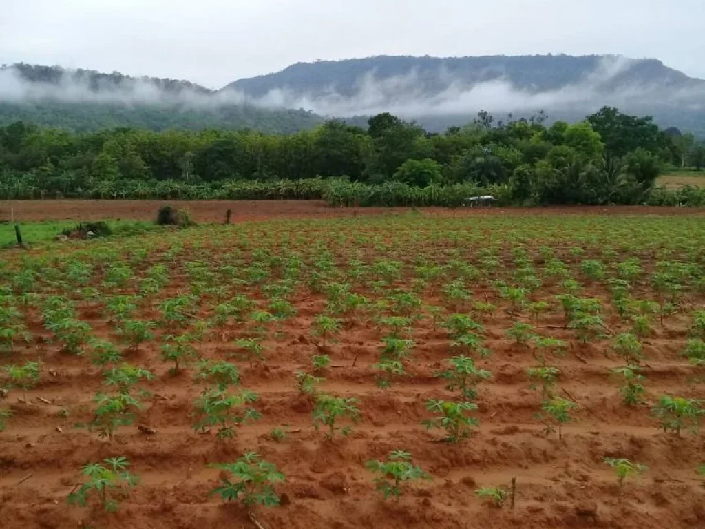 ขายที่ดิน 16 ไร่ อยู่บ้านห้วยฝรั่ง ถนนสาย 205 ตวะตะแบก อเทพสถิต จชัยภูมิ