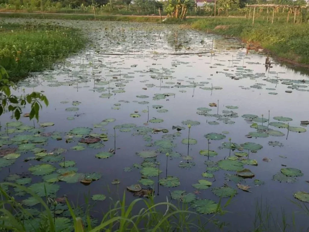 ขายบ้านพร้อมที่ดิน 1 ไร่ ใกล้สะพานมิตรภาพไทย-ลาว ในเมืองหนองคาย