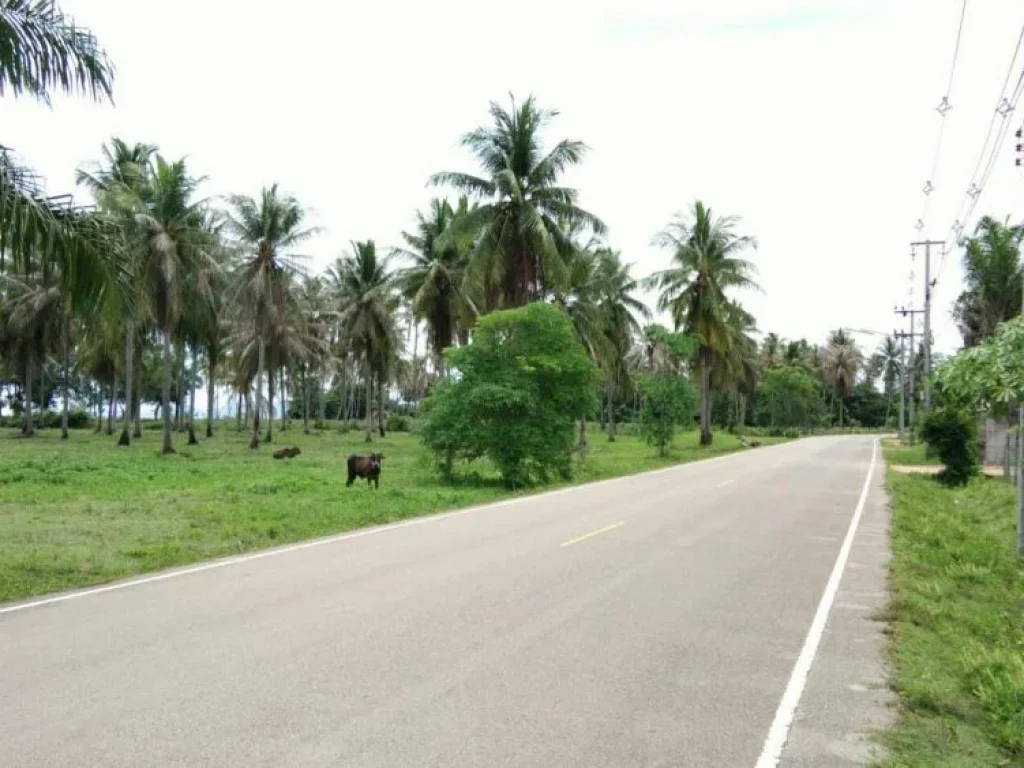 ประกาศขายที่ดินติดชายหาดยาว จกระบี่ เนื้อที่ 28 ไร่ ราคา 6 ล้านบาทไร่