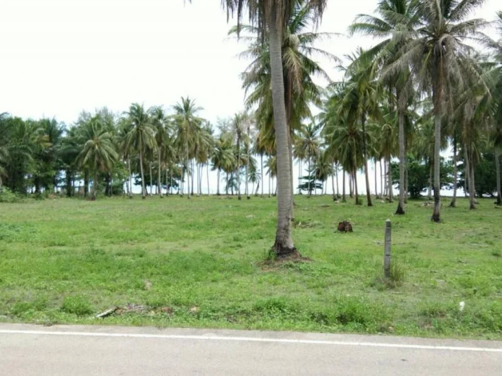 ประกาศขายที่ดินติดชายหาดยาว จกระบี่ เนื้อที่ 28 ไร่ ราคา 6 ล้านบาทไร่