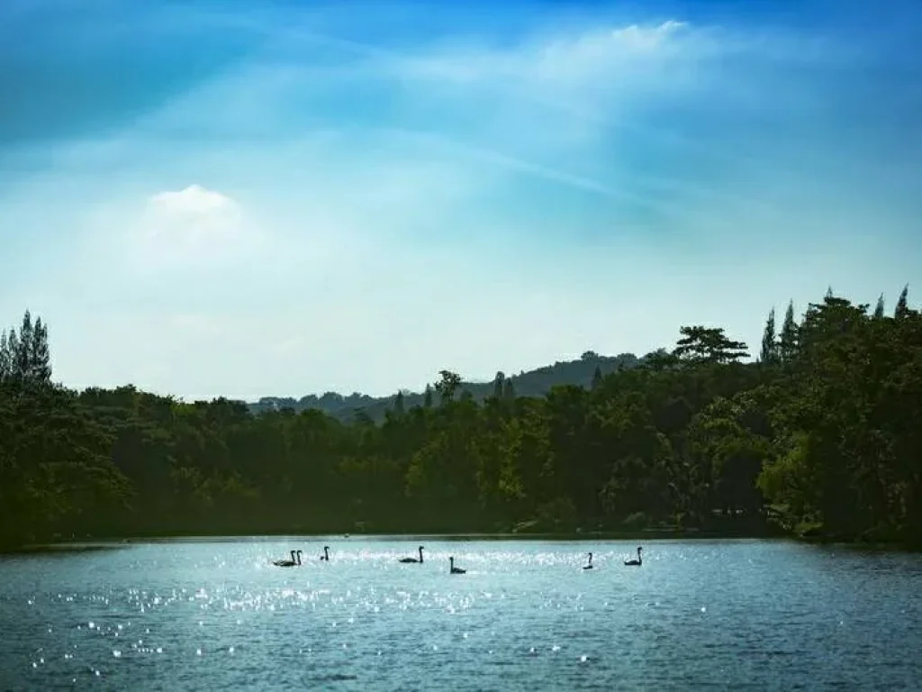 ขายดาวน์ คอนโด Swanlake เขาใหญ่ คอนโดตากอากาศแบบโลว์ไรซ์ สวนส่วนกลางกว่า 50 ไร่