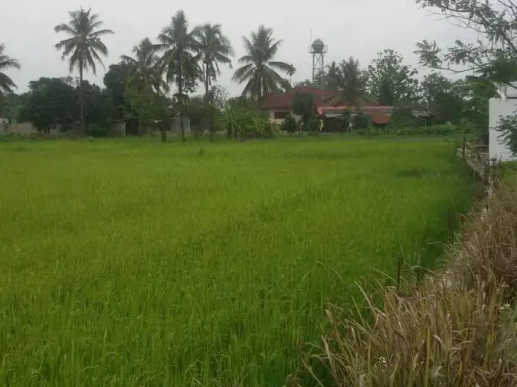 ขายที่ดินโซนสันพระเนตร เห็นวิวดอย