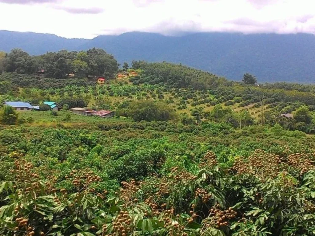 ขายที่สวนลำไย 49 ไร่ ต สะตอน อ สอยดาว จันทบุรี