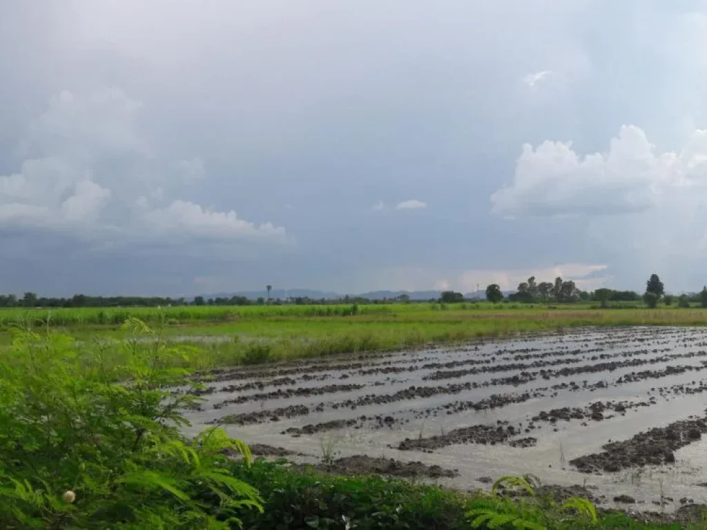 ไร่ ขายราคาถูก หน้าติดทางหลวงชนบท 2 ด้าน ติดคลองชลประทานส่งน้ำ 3ด้าน