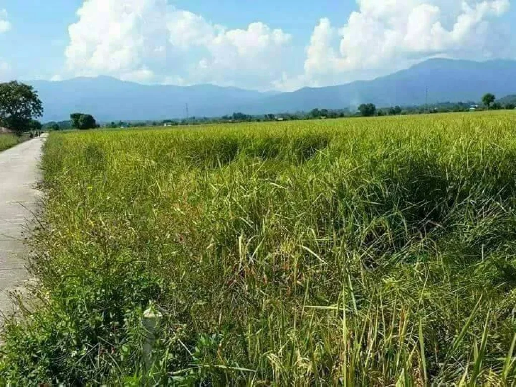 ขายที่ดินสวย เป็นที่นา ติดถนนคอนกรีต อำเภอแม่ริม จังหวัดเชียงใหม่