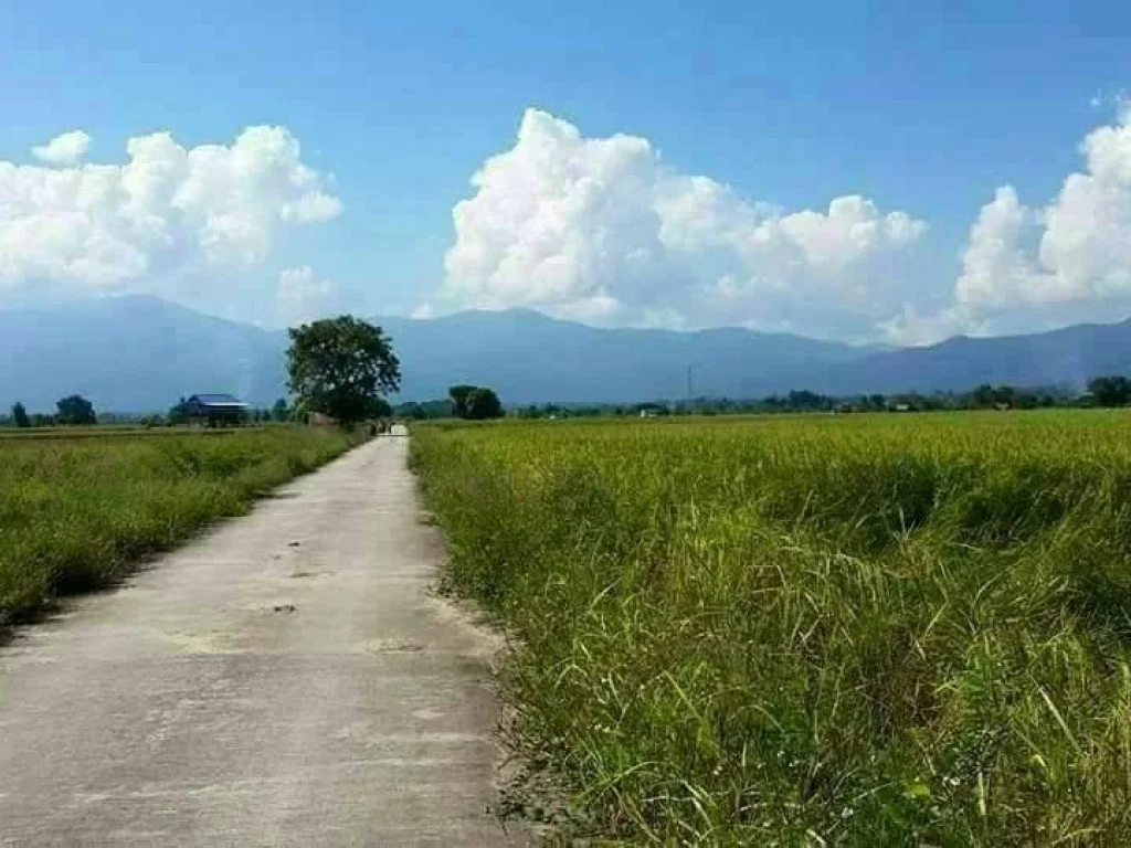 ขายที่ดินสวย เป็นที่นา ติดถนนคอนกรีต อำเภอแม่ริม จังหวัดเชียงใหม่