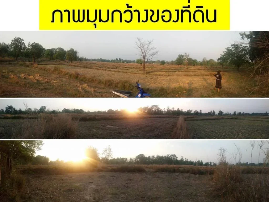 ขายด่วน ที่ดิน 21 ไร่ ใกล้ ม นครพนม ติดถนนใหญ่