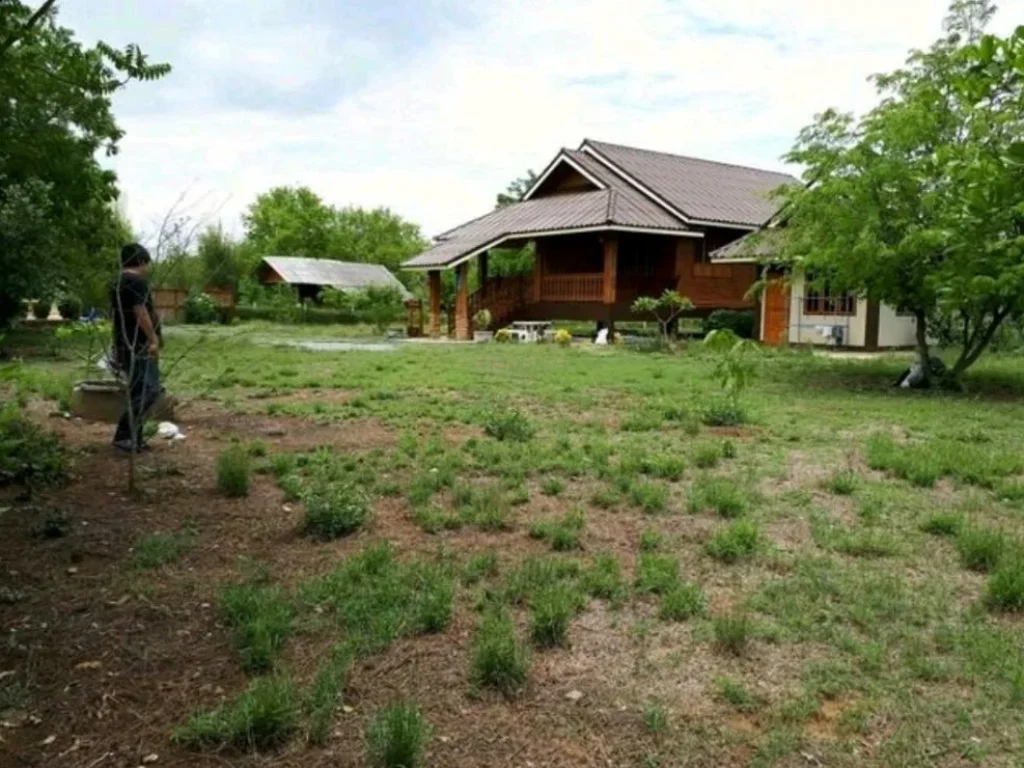 ขายที่ดินตำบลนางั่ว จังหวัดเพชรบูรณ์