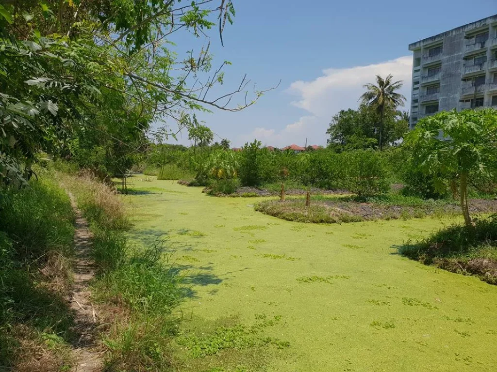 ขายที่ดินใกล้แนวถนนตัดใหม่กัลปพฤกษ์-พุทธสาคร เนื้อที่16ไร่3งานติดโรงพยาบาล-โรงเรียน-วัดศรีนวลหลวงพ่อเสือดำเขตหนองแขม กรุงเทพฯ