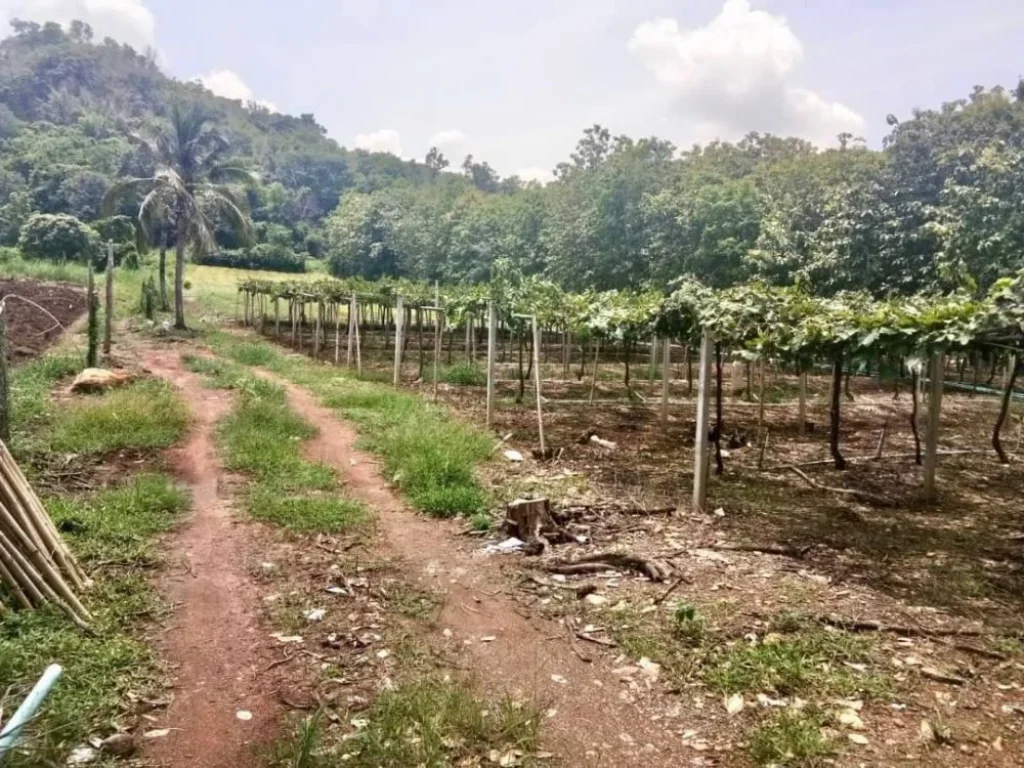 ขายที่สวนองุ่น ติดถนนสี่เลน อนาวัง จหนองบัวลำภู