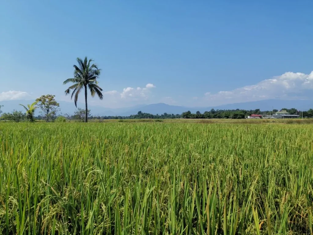 ขายที่นา วิวภูเขา จอมทอง ราคาถูก