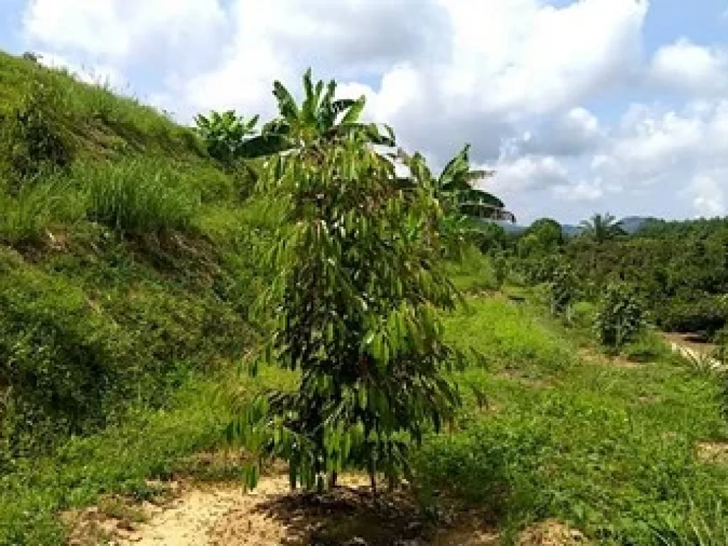 ขายสวนมังคุดสวย บ้านบางแก้ว พรุตาโรย ละอุ่น จังหวัดระนอง