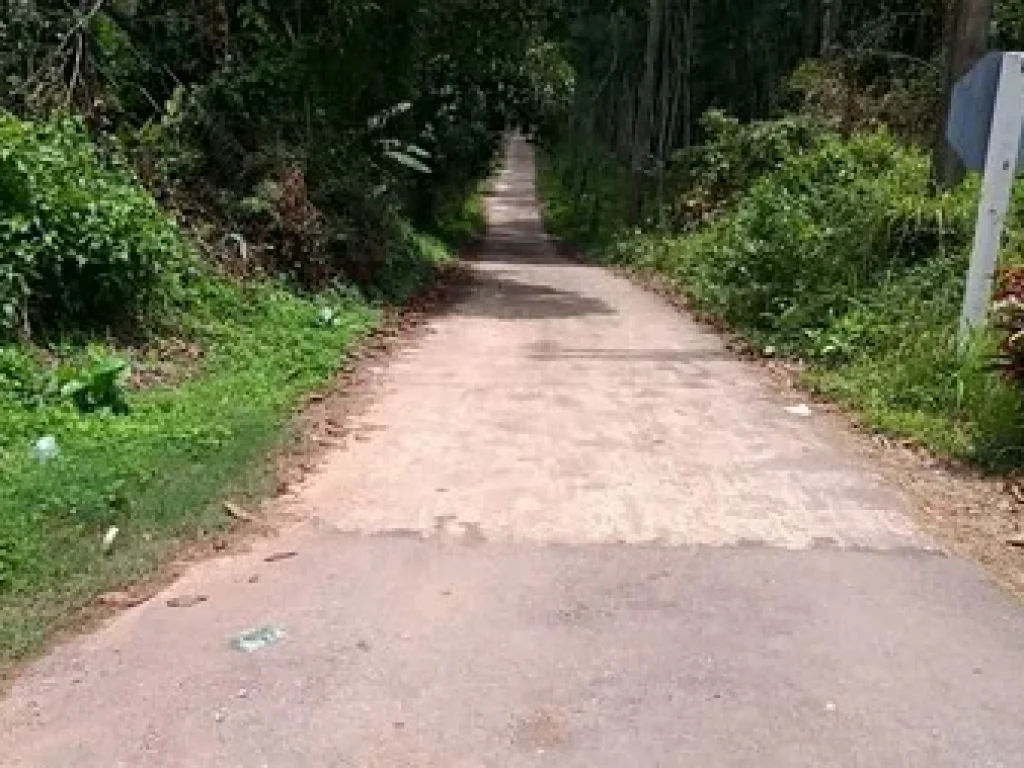 ขายสวนมังคุดสวย บ้านบางแก้ว พรุตาโรย ละอุ่น จังหวัดระนอง