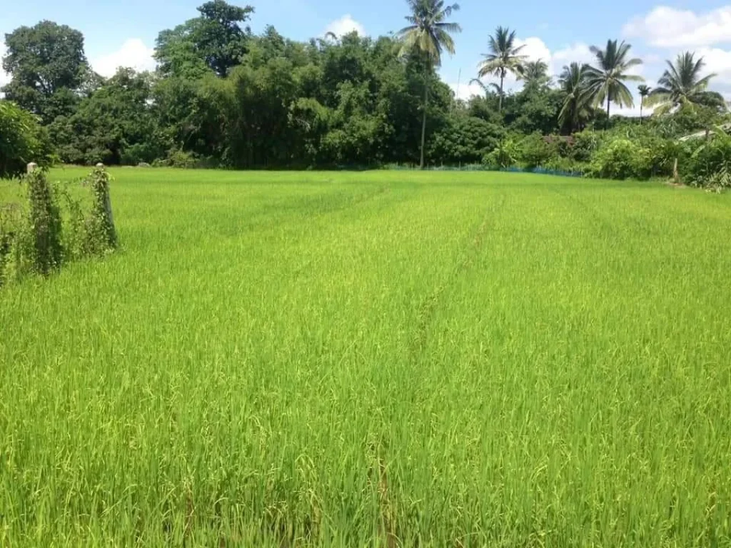 ขายที่นาลวงเหนือดอยสะเก็ต ติดถนนคอนกรีต ราคาถูก