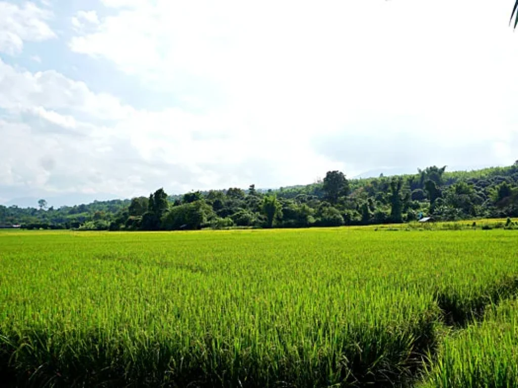 ขายที่ดิน วิวดอย ทิวทัศน์ทุ่งนา บรรยากาศดี ตำบลสะลวง อำเภอแม่ริม เชียงใหม่