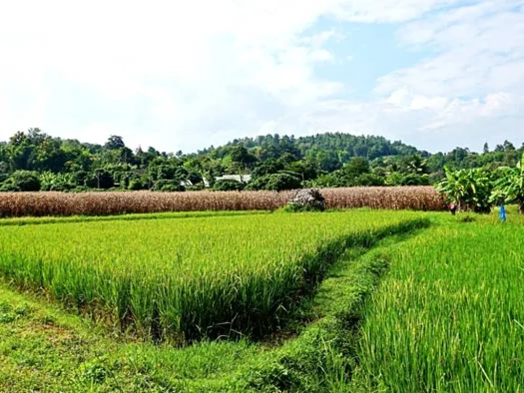 ขายที่ดิน วิวดอย ทิวทัศน์ทุ่งนา บรรยากาศดี ตำบลสะลวง อำเภอแม่ริม เชียงใหม่