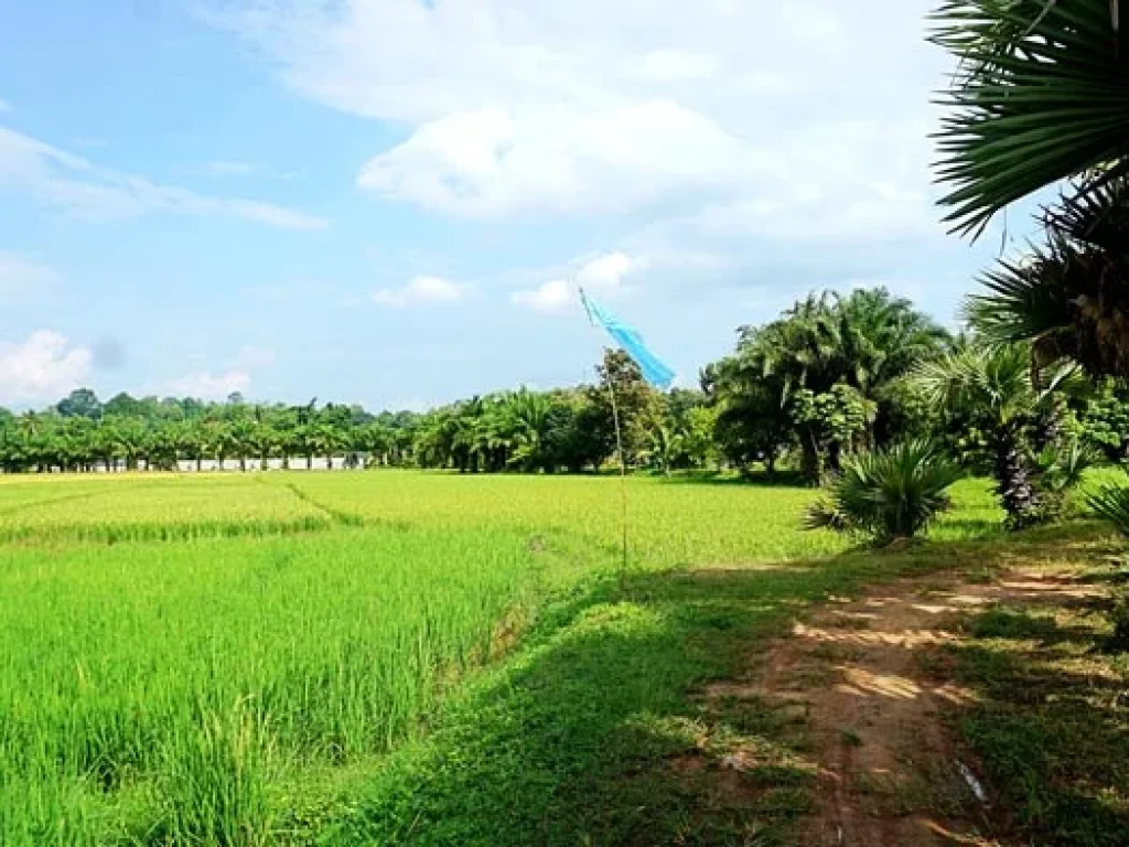 ขายที่ดิน วิวดอย ทิวทัศน์ทุ่งนา บรรยากาศดี ตำบลสะลวง อำเภอแม่ริม เชียงใหม่