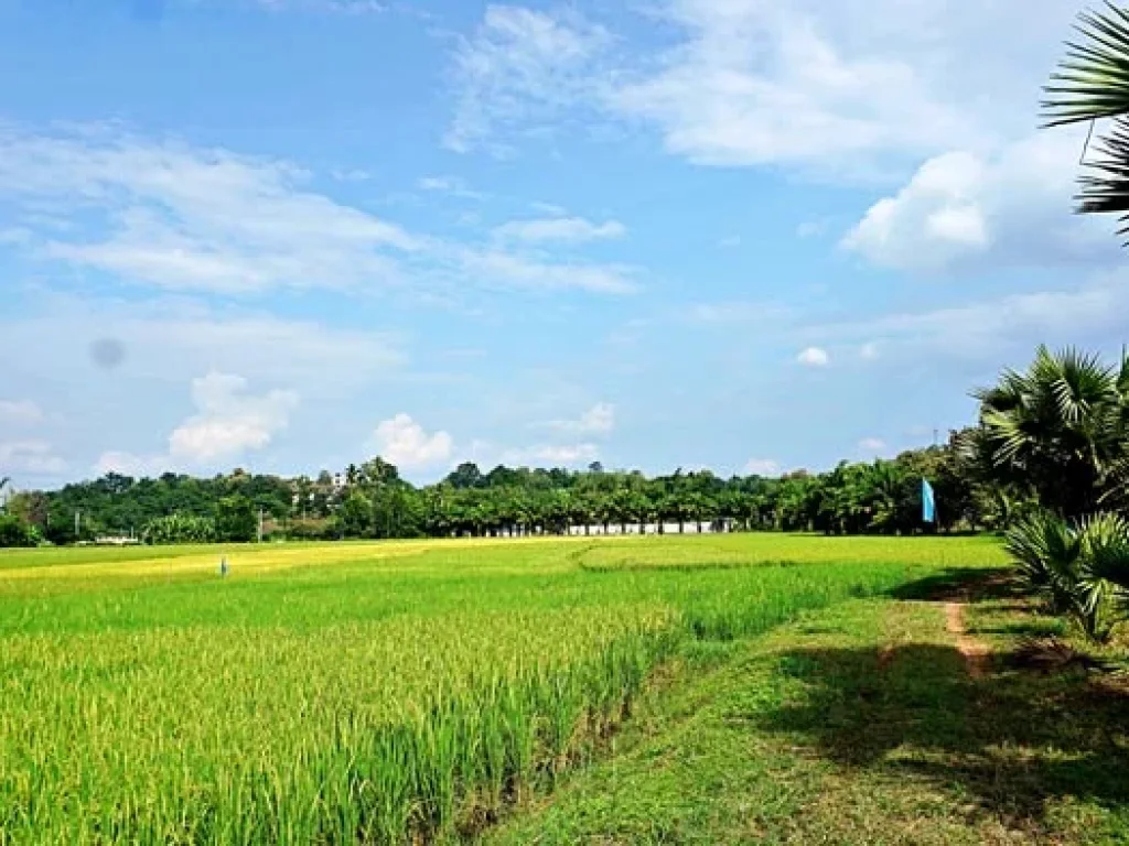 ขายที่ดิน วิวดอย ทิวทัศน์ทุ่งนา บรรยากาศดี ตำบลสะลวง อำเภอแม่ริม เชียงใหม่