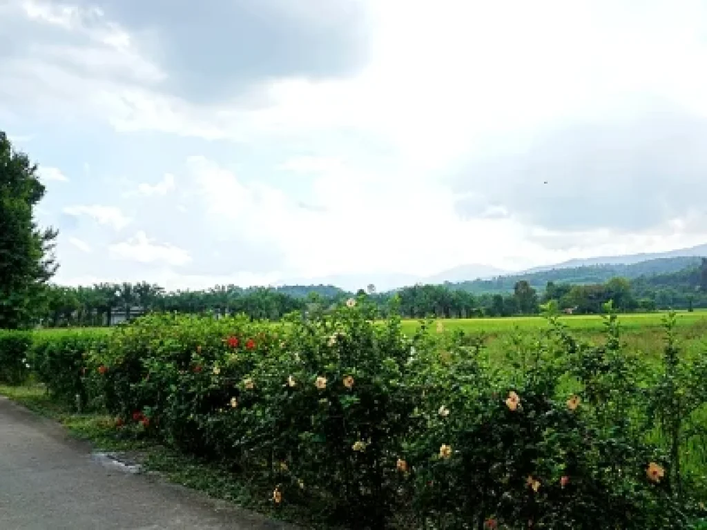 ขายที่ดิน-ที่ราบ-หุบเขา-วิวสวย ตำบลสะลวง อำเภอแม่ริม เชียงใหม่