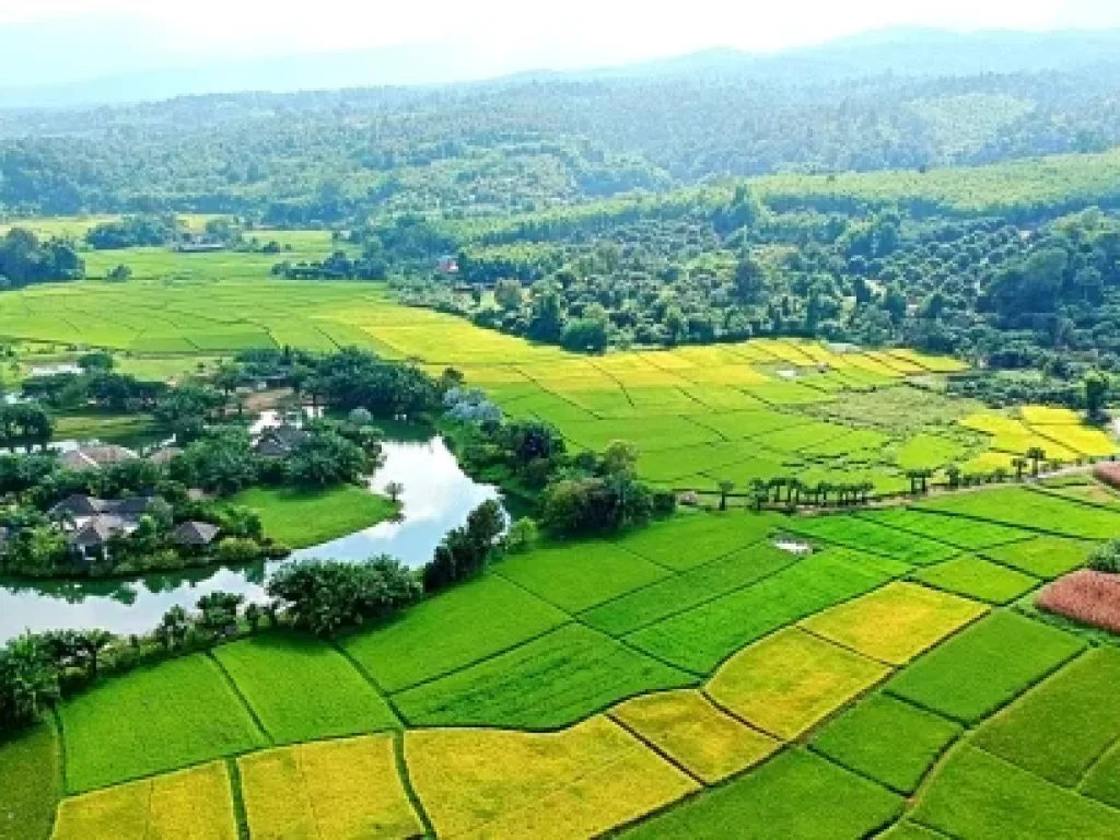 ขายที่ดิน-ที่ราบ-หุบเขา-วิวสวย ตำบลสะลวง อำเภอแม่ริม เชียงใหม่