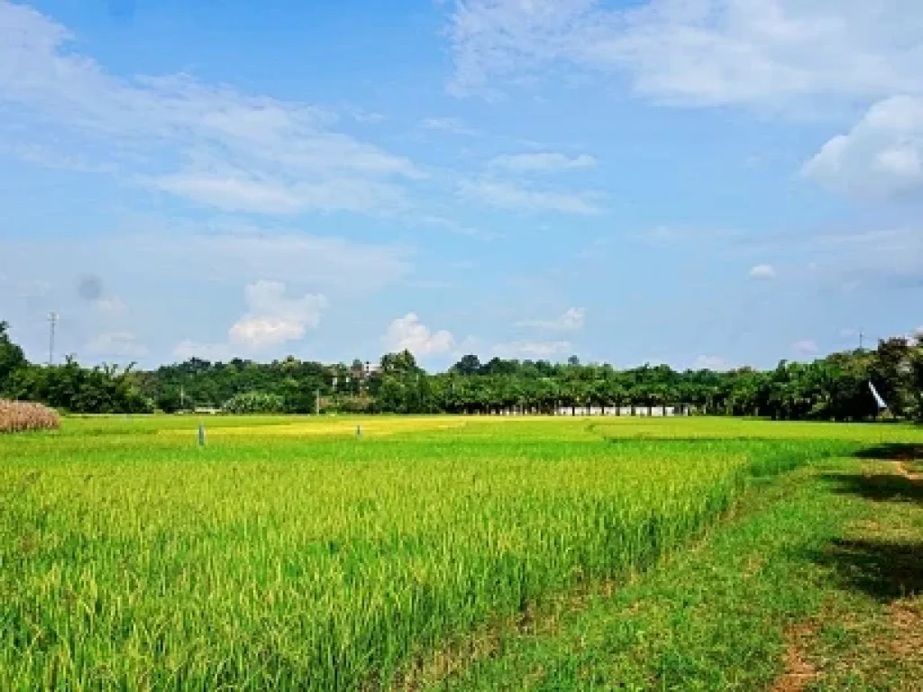 ขายที่ดิน-ที่ราบ-หุบเขา-วิวสวย ตำบลสะลวง อำเภอแม่ริม เชียงใหม่