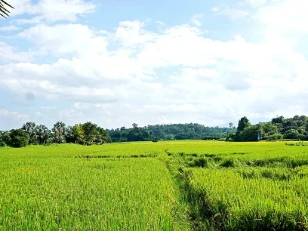 ขายที่ดิน-ที่ราบ-หุบเขา-วิวสวย ตำบลสะลวง อำเภอแม่ริม เชียงใหม่