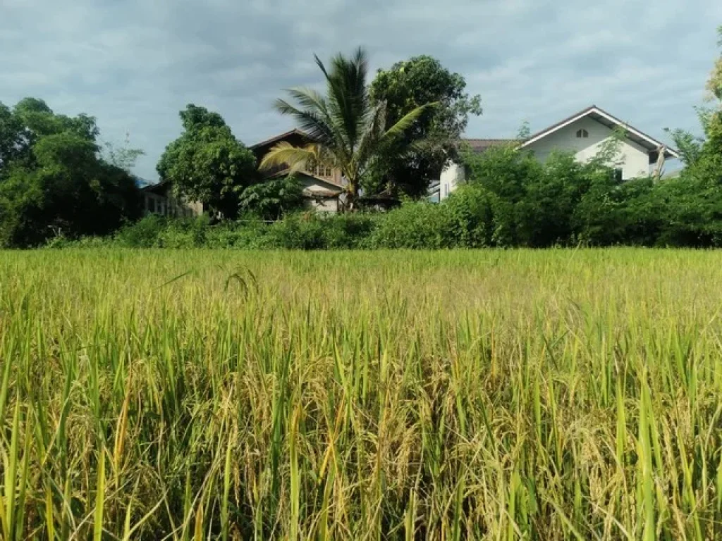 ขายที่ดิน 6 ไร่ ใกล้ถนนสายหลัก 101 น่าน-แพร่ ตกลางเวียง อเวียงสา จน่าน