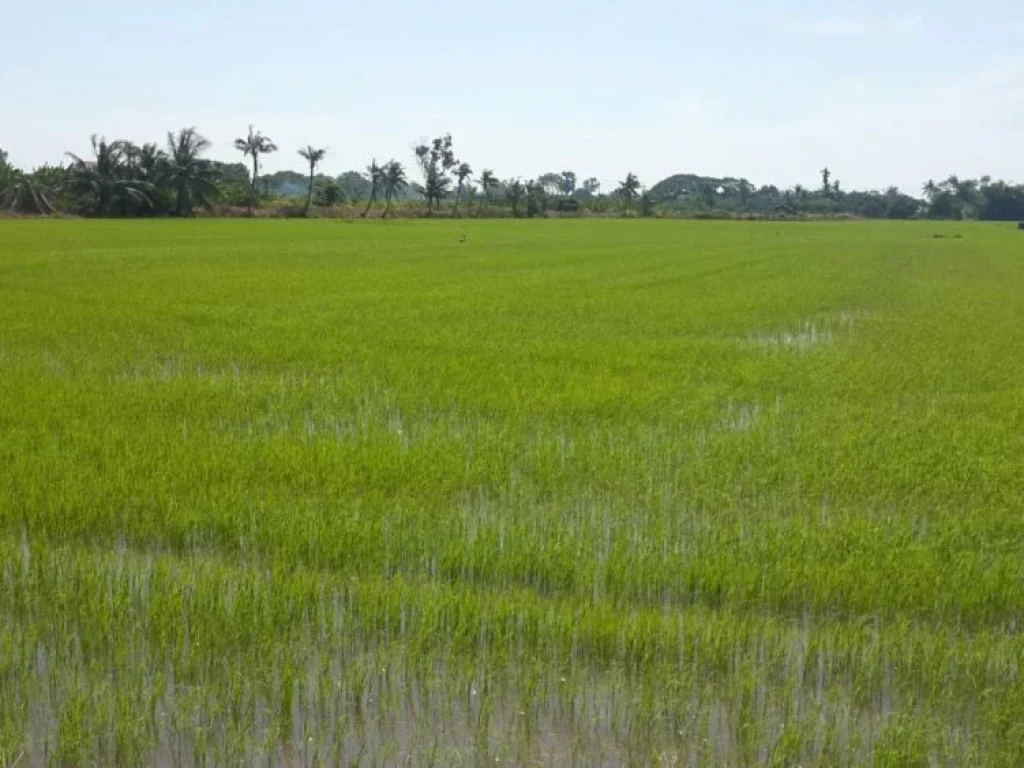 ขายที่ดิน ย่านสุวินทวงศ์ เขตหนองจอก กรุงเทพมหานคร