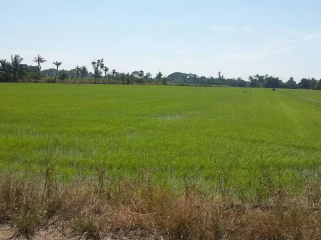 ขายที่ดิน ย่านสุวินทวงศ์ เขตหนองจอก กรุงเทพมหานคร