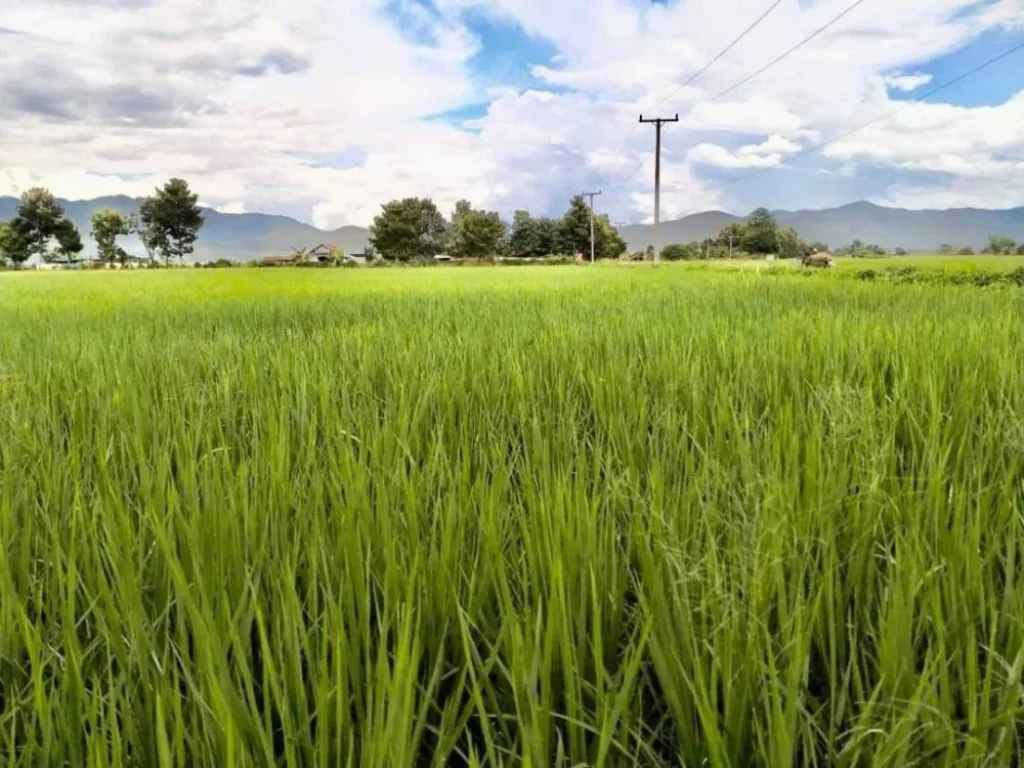 ขายที่ดินวิวทุ่งนาและวิวเขาสวย แม่แตง เชียงใหม่