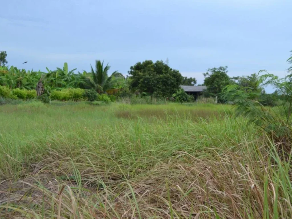 ขายที่ดินจัดสรร ที่ถมแล้ว 2003 ตรวา ใกล้แนวถนนวงแหวนรอบ3 จังหวัดสระบุรี เหมาะกับการลงทุน