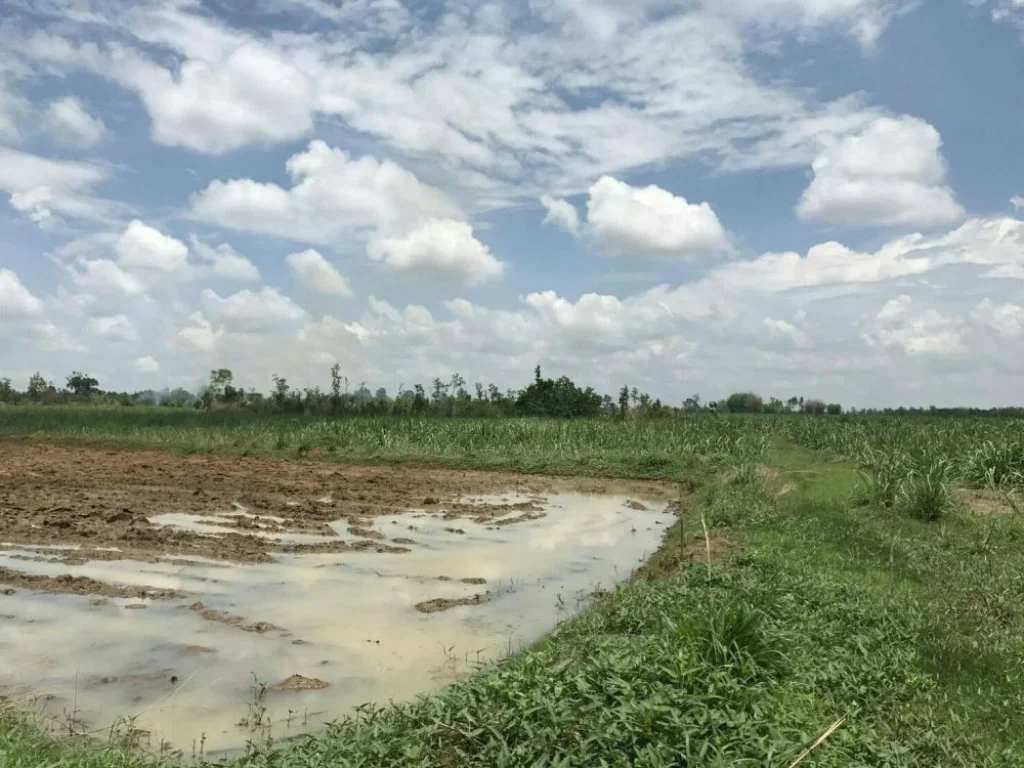 ขายที่ดิน ไร่อ้อย 24 ไร่ มีโฉนด อำเภอบ้านดุง จังหวัดอุดรธานี