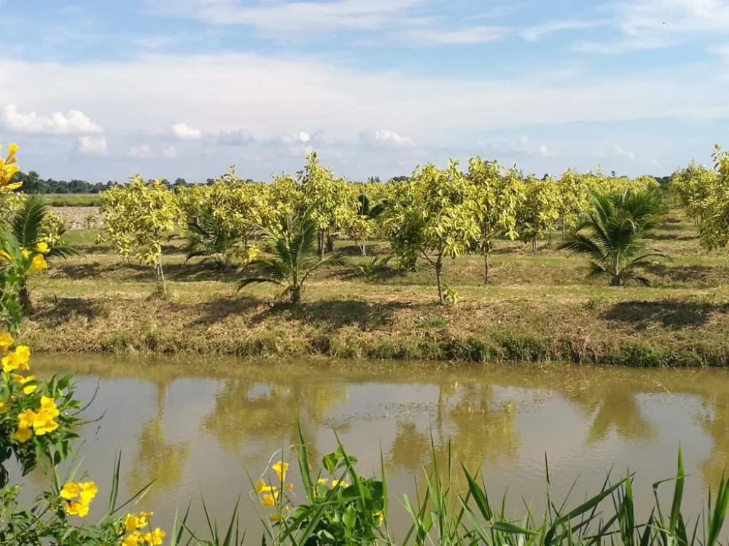 ขายที่ดินพัฒนาแล้ว 31 ไร่ สวนมะพร้าวยางด่าง ตอาษา อบ้านนา จนครนายก