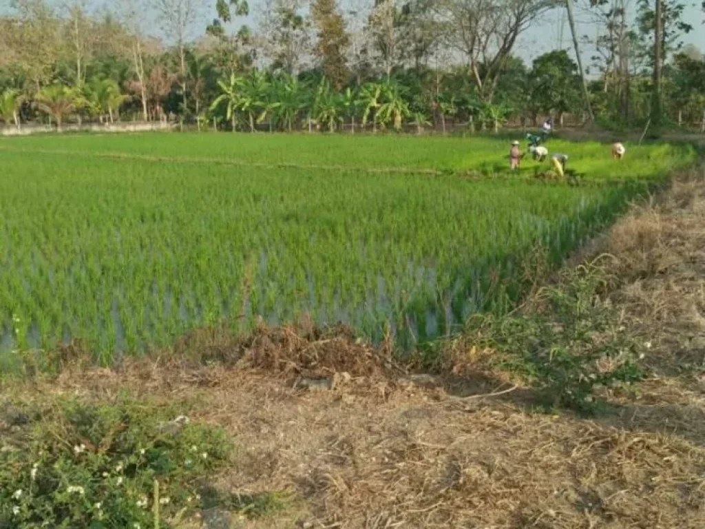 ขายที่ดินสันผีเสื้อเหมาะกับสร้างบ้านตากอากาศ