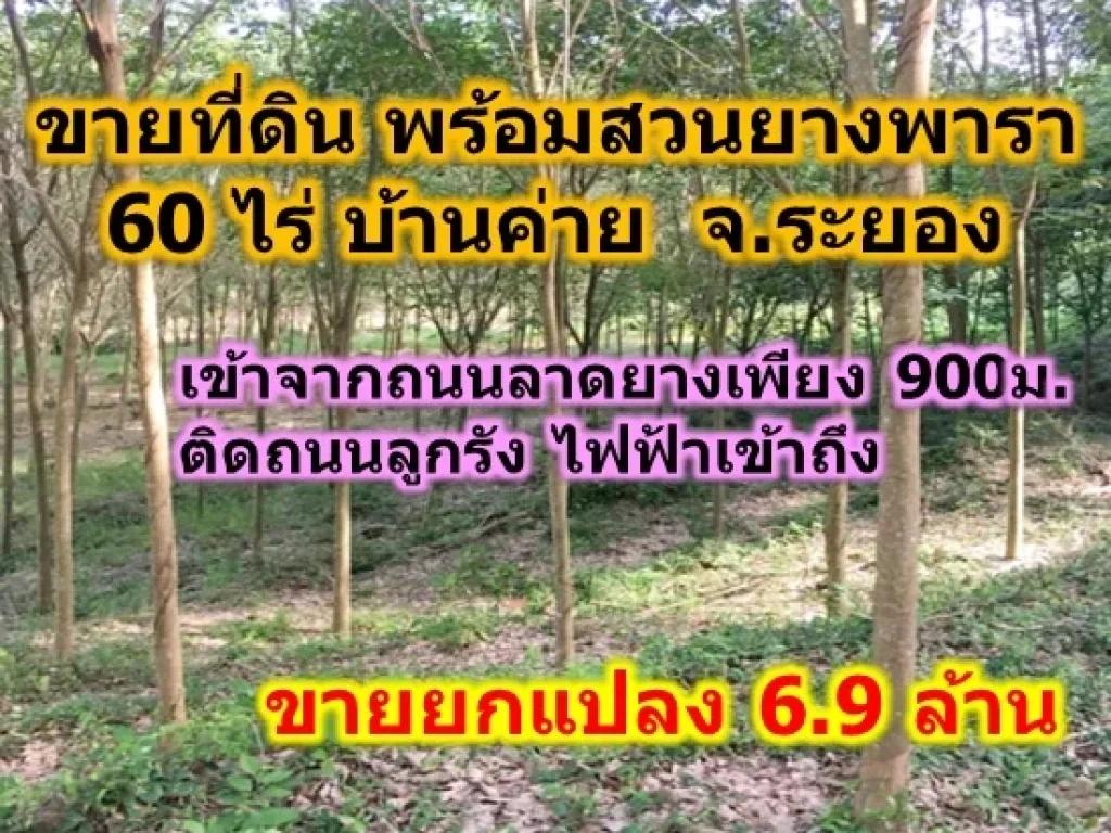 ขายที่ดินสวนยางพารา ระยอง 60ไร่ พร้อมเปิดกรีด อบ้านค่าย ขายถูก 69ล