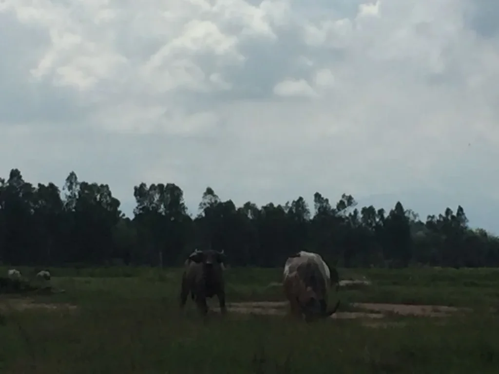 ขายที่ดินโฉนด 2ไร่ ตบ้านลำ อวิหารแดง จสระบุรี