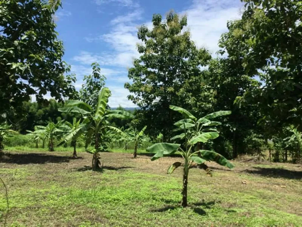 ขายที่ดินแม่ริมสะลวง บ้านไร่ 800 เมตร