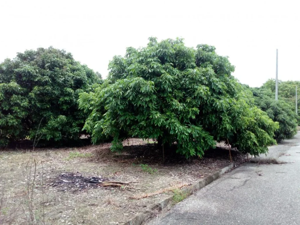 ที่ดินโครงการสันป่าตองเลควิว