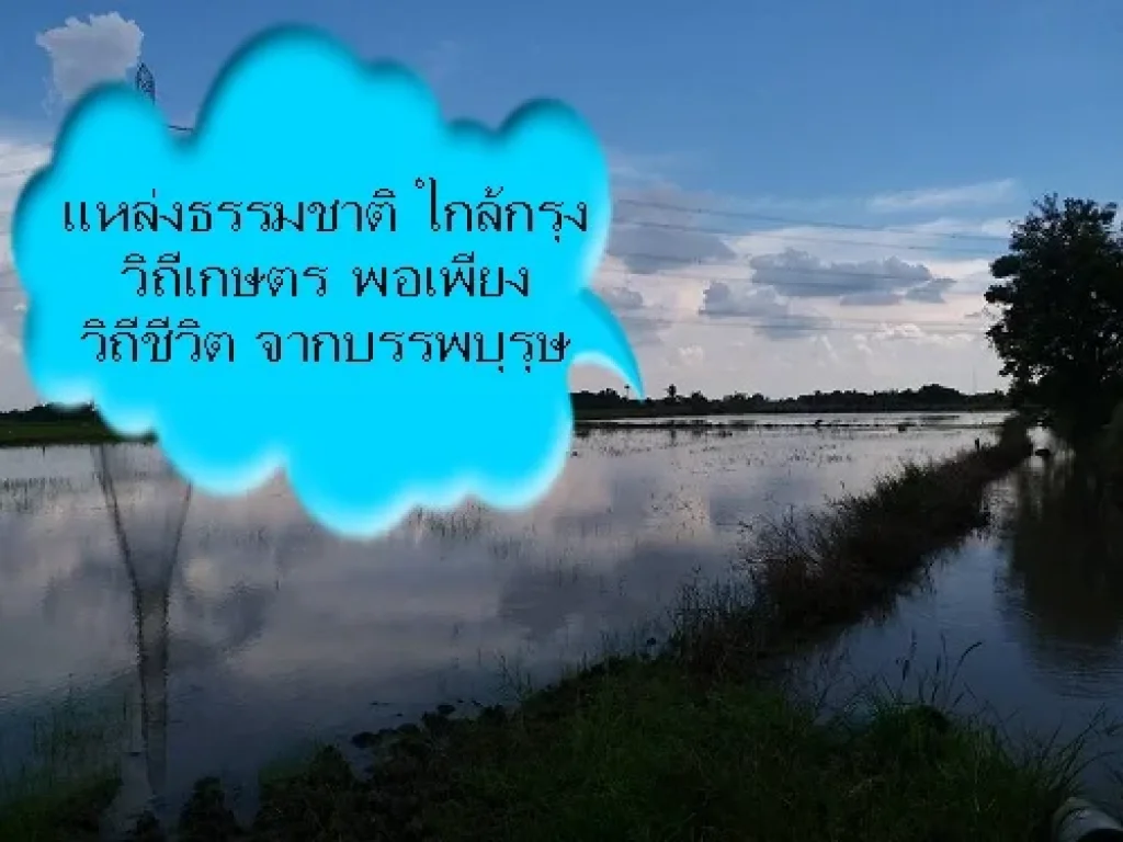 ขายที่ดิน 2ไร่ แปลงสวย ดินดำ น้ำชุ่ม ติดทางสัญจร แหล่งธรรมชาติ ที่ใกล้กรุง T084-5328653