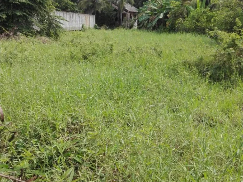 ขายที่ดิน2งานใกล้โลตัสอุตรดิตถ์ในชุมชนใกล้โลตัสอุตรดิตถ์