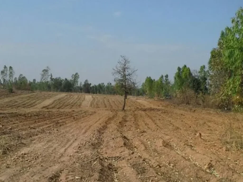 ขายที่ดิน31ไร่มีโฉนด ตเขาทอง อพยุหะคีรี นครสวรรค์