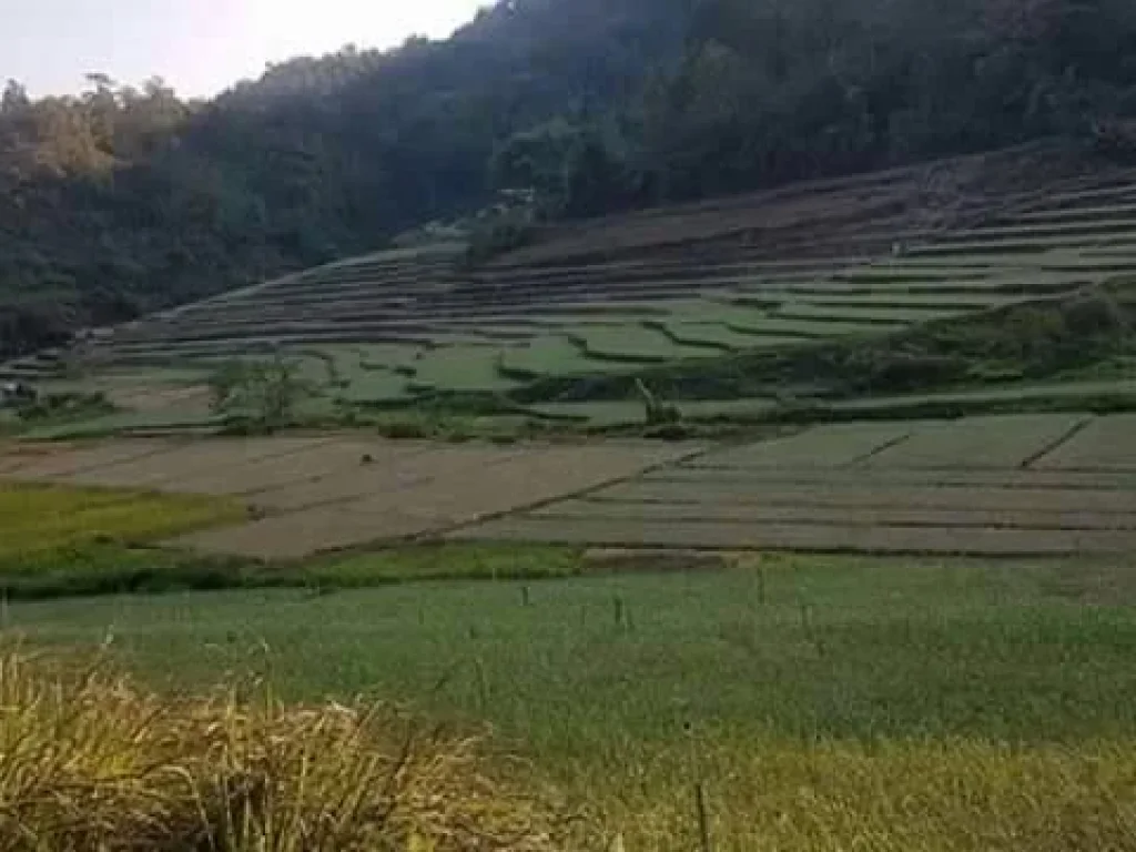 ขายที่ดินบ้านตุงติง ห่างแม่ริม 30 km