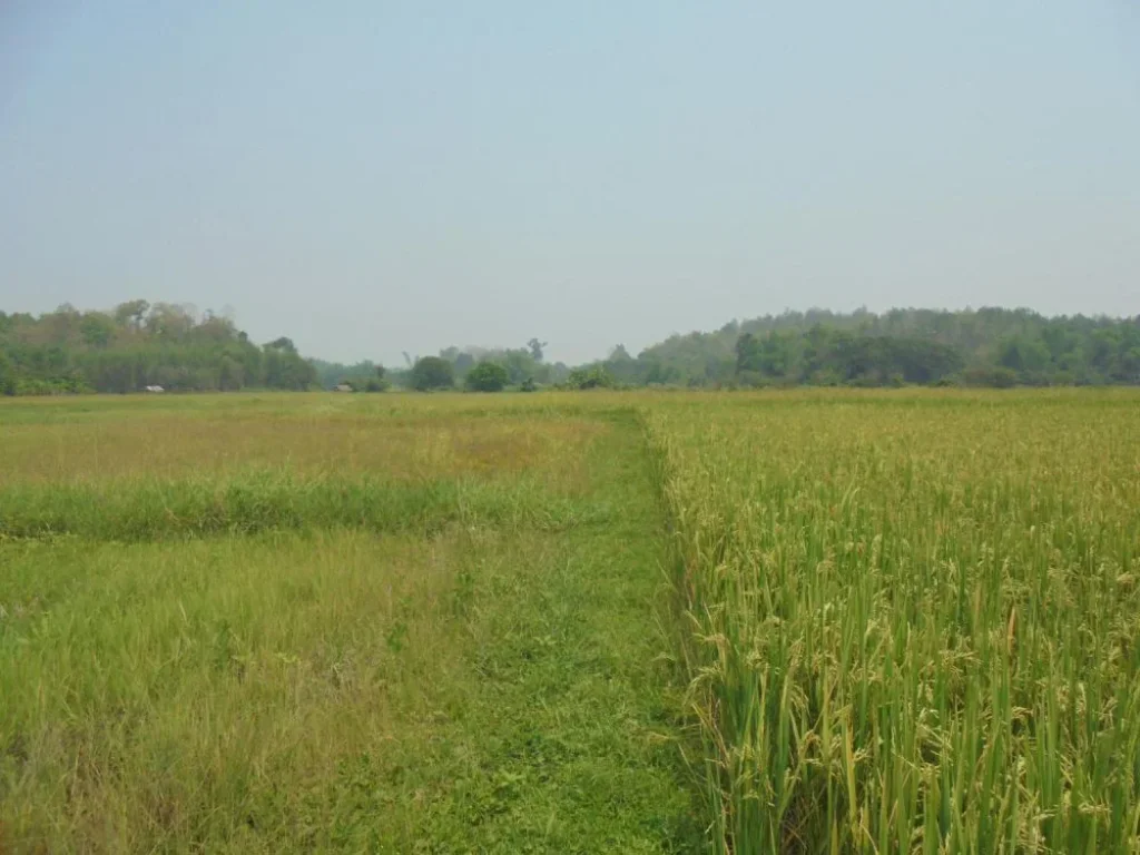 ขายที่ดินติดลำเหมืองสาธารณะใกล้โรงเรียมนานาชาติ แถวแม่ริม