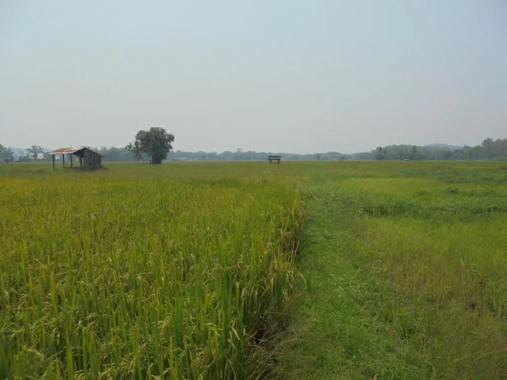 ขายที่ดินติดลำเหมืองสาธารณะใกล้โรงเรียมนานาชาติ แถวแม่ริม